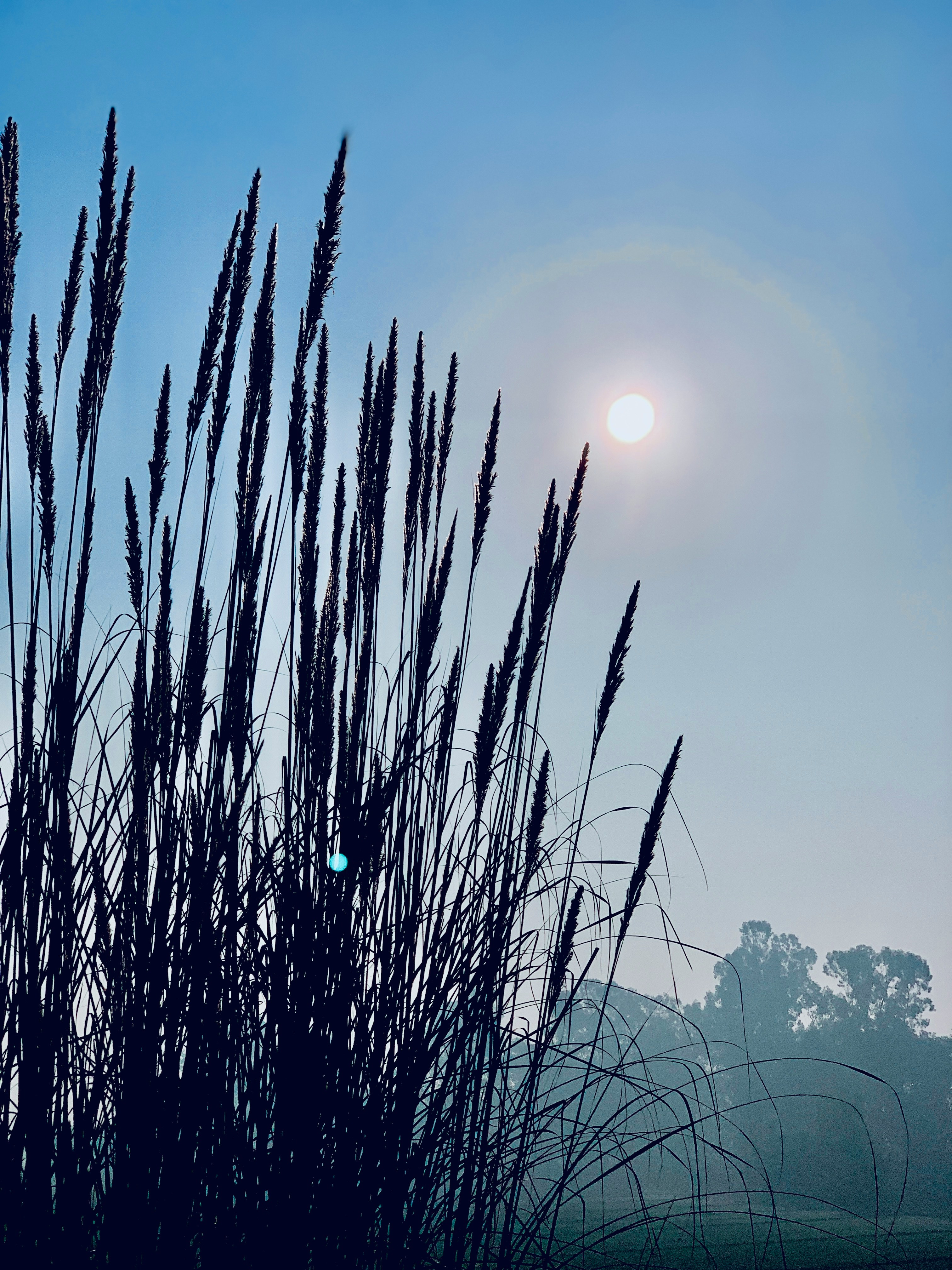 Daylight Savings Time