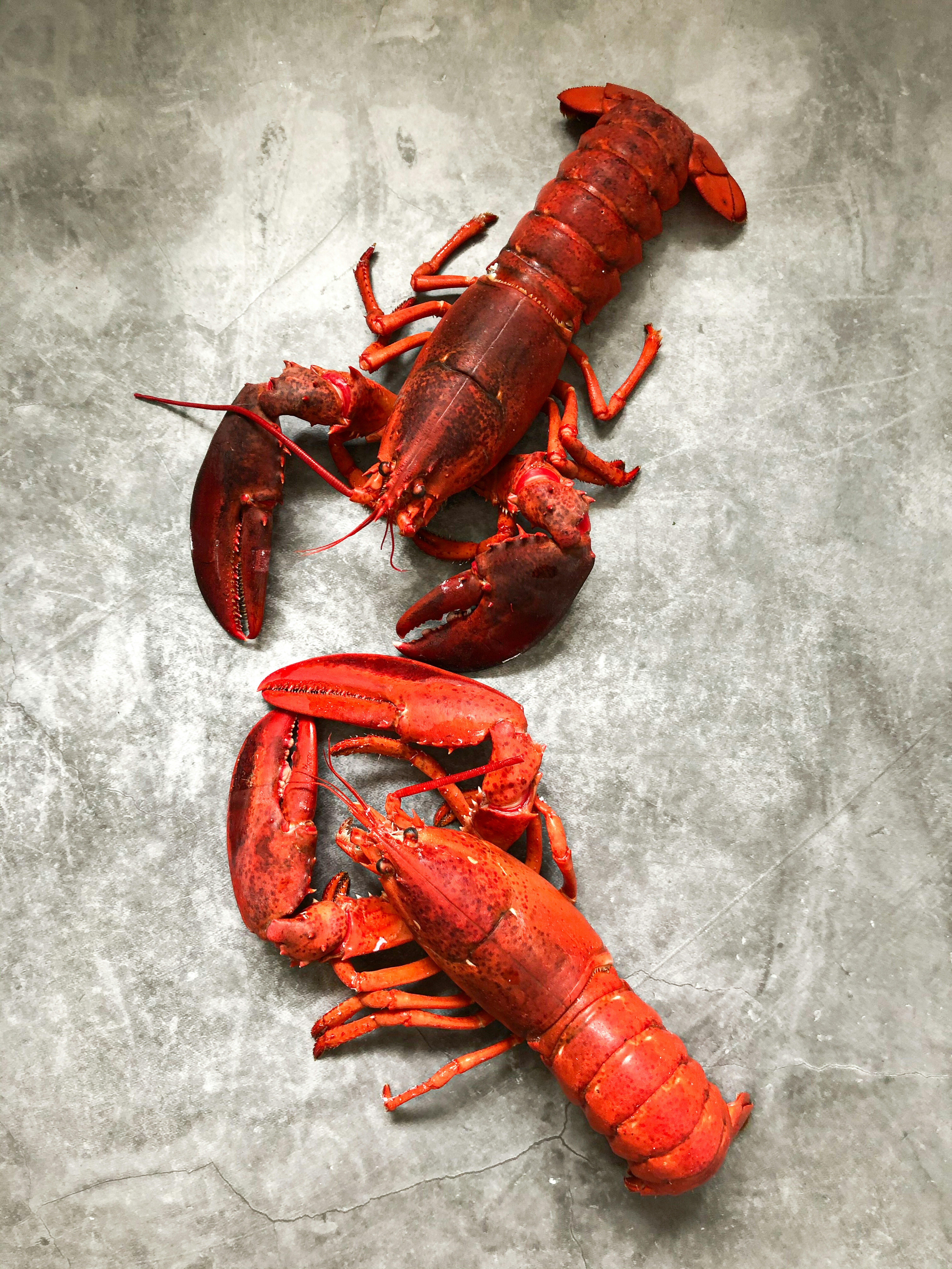 Florida Keys Mini Lobster Season